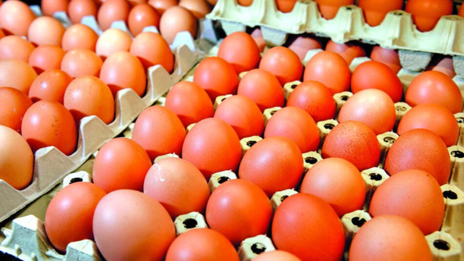 México impulsará sector avícola