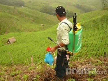 Aumenta cultivo de porotos en Las Minas de Herrera