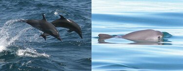 México: delfines guiarán a vaquitas marinas a refugio