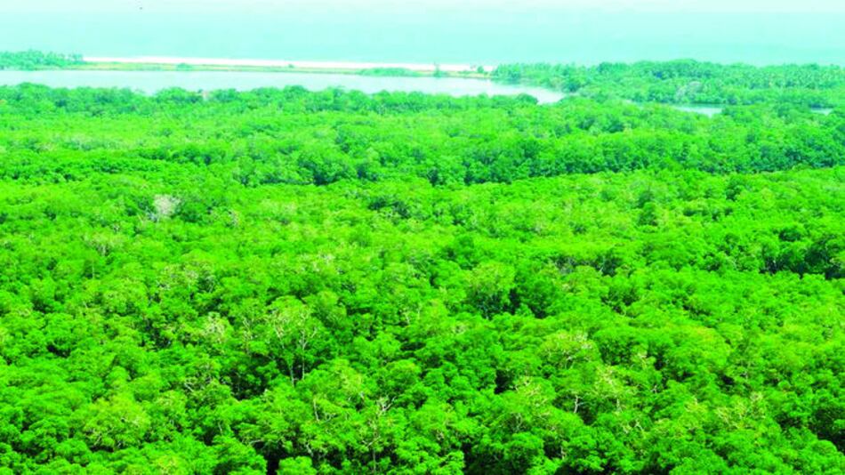 Recomiendan rechazar concesión en isla de Cañas