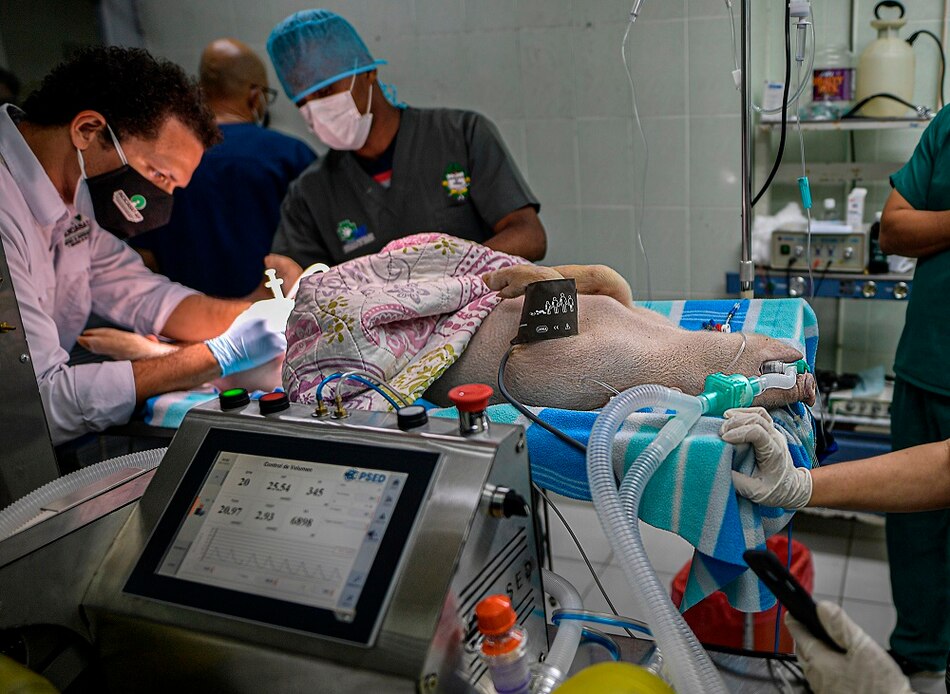 N-14, uno de los cerditos que prueba respiradores para enfermos de Covid-19 en Panamá