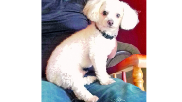 El obediente Lucky