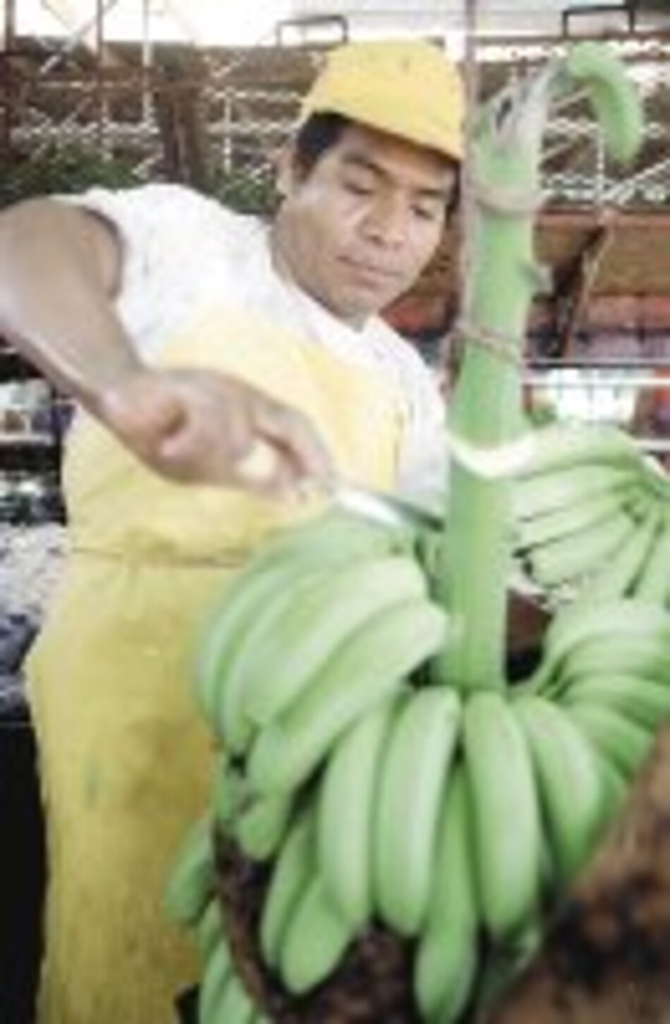 UE aprueba arancel de 176 euros para banano latinoamericano