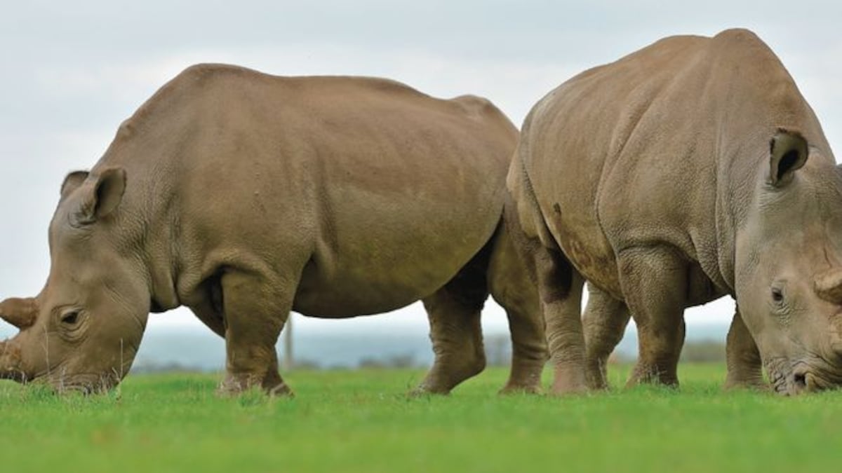 Nueva ‘extinción masiva’