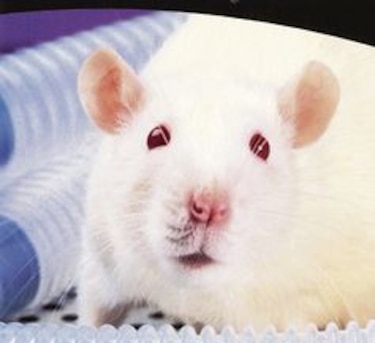 Las ratas, como modelo animal de estudio
