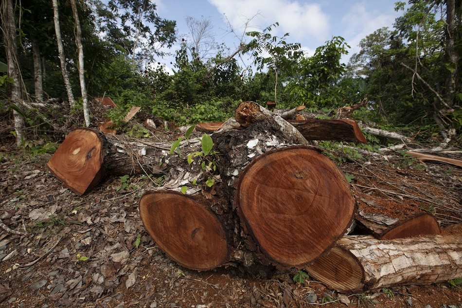 Veraguas, Panamá y Darién son las provincias más afectadas por la deforestación, según reporte de Miambiente