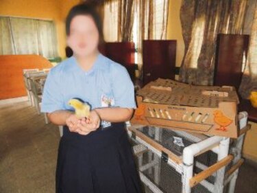 Estudiantes con discapacidad criarán pollos de engorde