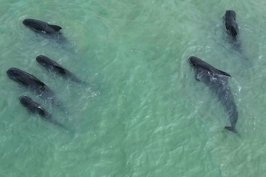 Una veintena de ballenas piloto quedan varadas cerca de una playa en el noreste de Brasil