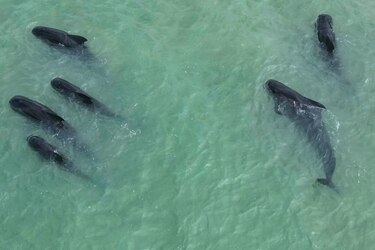 Una veintena de ballenas piloto quedan varadas cerca de una playa en el noreste de Brasil