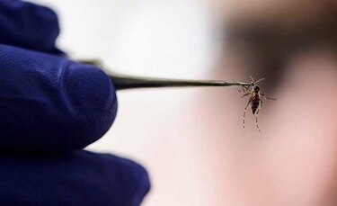 Primer caso de zika por transmisión sexual en España