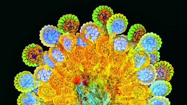 Una mirada microscópica