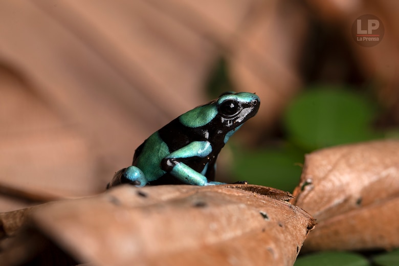 Cerro Chucantí: en busca de ‘Greta Thunberg’ y de los tesoros de las tierras altas del Darién
