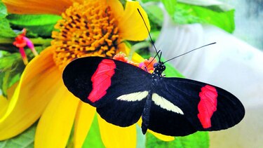 IDENTIFICAN GEN ASOCIADO AL COLOR DE MARIPOSAS