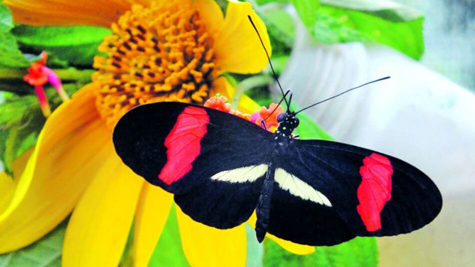 IDENTIFICAN GEN ASOCIADO AL COLOR DE MARIPOSAS