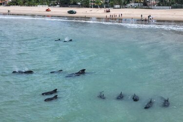 Una veintena de ballenas piloto quedan varadas cerca de una playa en el noreste de Brasil