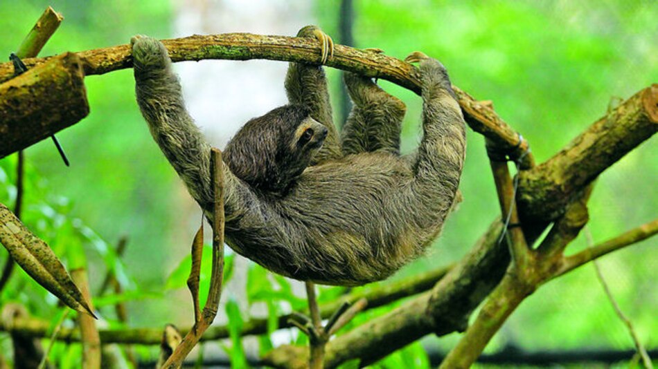 Al rescate y protección de los perezosos