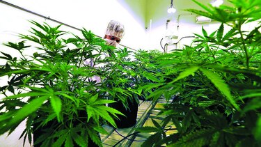 Comisión legislativa pospone debate sobre uso medicinal del cannabis