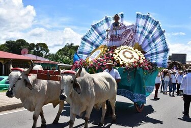 Llamativo desfile de carretas con bueyes en Soná de Veraguas