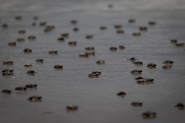 Liberan 280 bebés de tortuga lora en la playa de Punta Chame