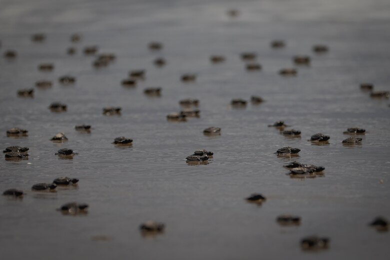 Liberan 280 bebés de tortuga lora en la playa de Punta Chame