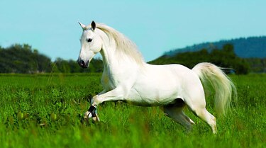 Arrestan a 25 personas en España por participar en red que vendía carne de caballos enfermos para consumo humano