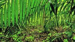 Biodiversidad y riqueza genética de interés para la ciencia y el desarrollo