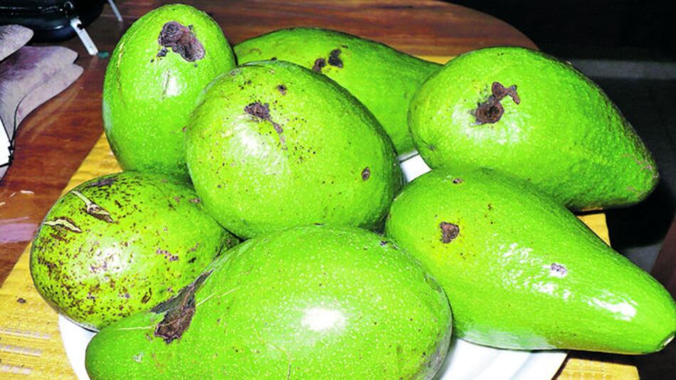 Altos precios del aguacate azuzan deforestación