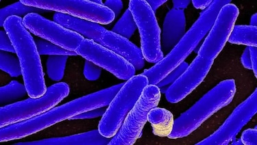 Las sorprendentes y variadas formas en las que la nociva bacteria E. coli ha contribuido al avance de la ciencia
