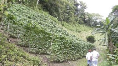 Horticultores luchan contra clima y precios