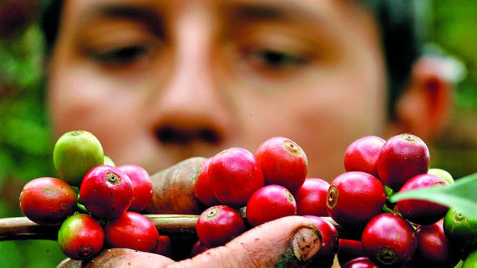 Costa Rica retomará cultivo de robusta