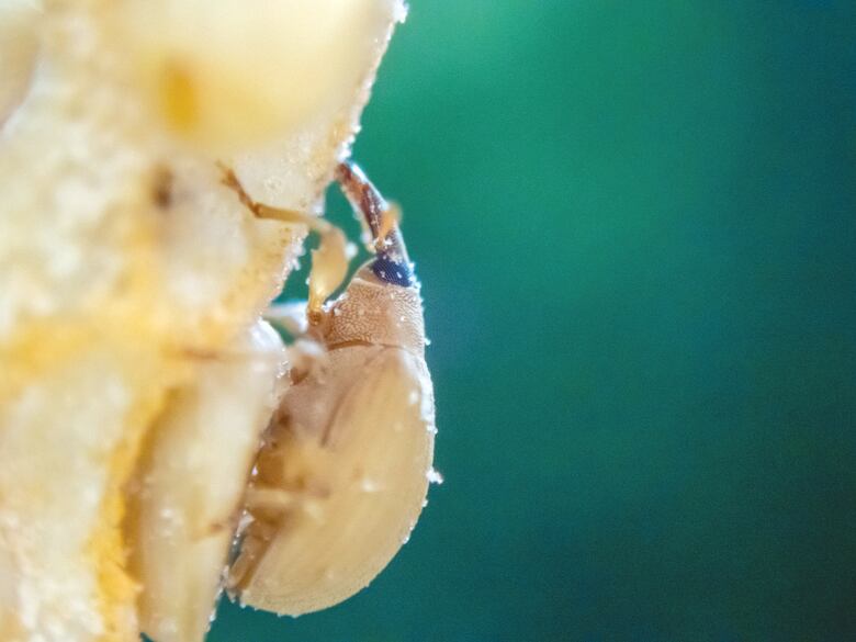 Polinizadores de palmeras-Gorgojos no tan malvados