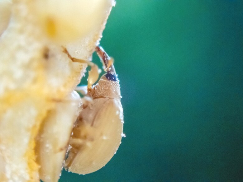 Polinizadores de palmeras-Gorgojos no tan malvados