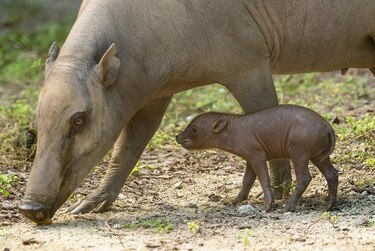 El Zoológico de Miami celebra el histórico nacimiento de una babirusa