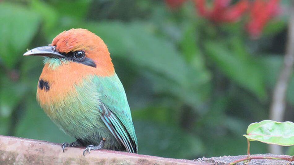 Audubon Panamá publica 'Lista oficial de aves de Panamá'