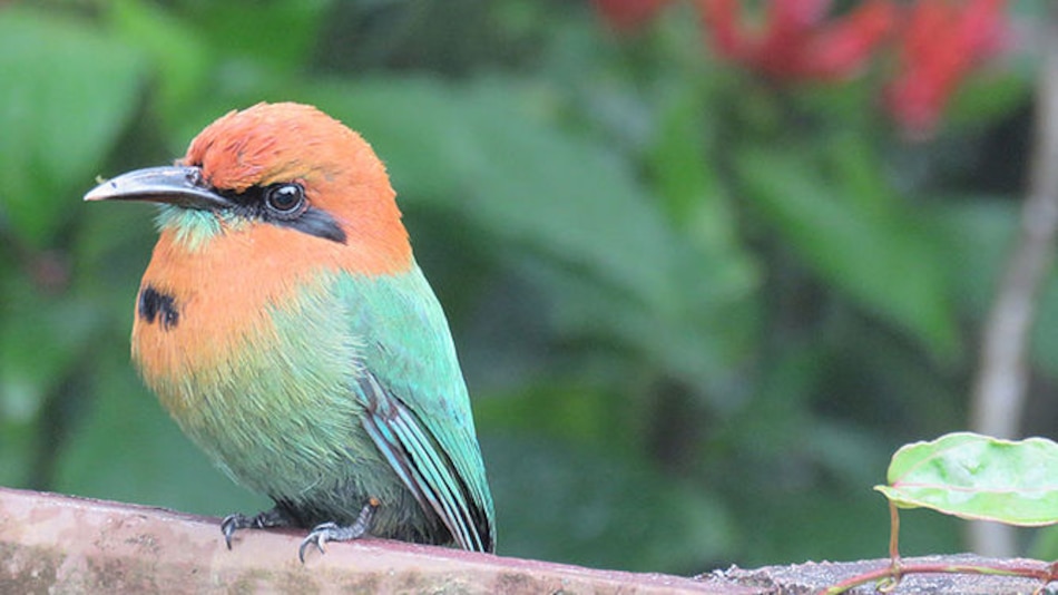 Audubon Panamá publica 'Lista oficial de aves de Panamá'