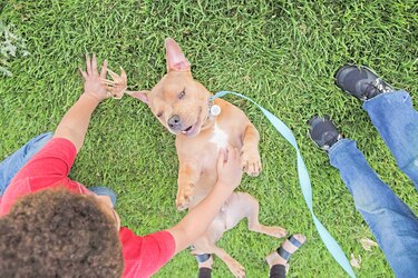 Adopción de mascotas en Estados Unidos se dispara por la pandemia