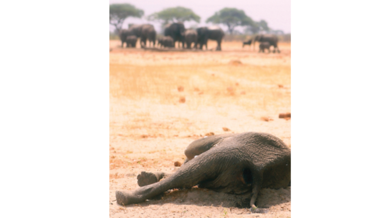 La esclavitud de los elefantes en Tailandia