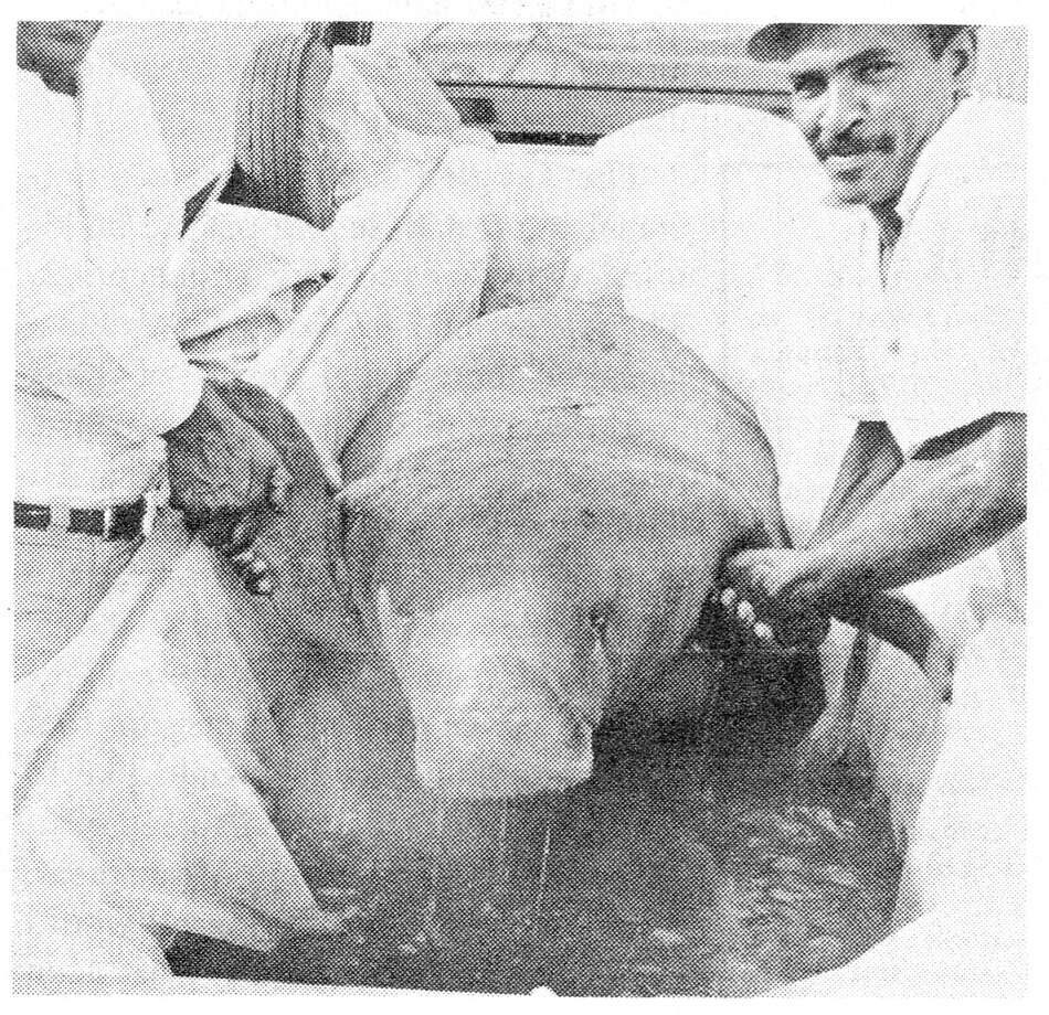 ¿Los manatíes antillanos han cruzado el océano Pacífico?