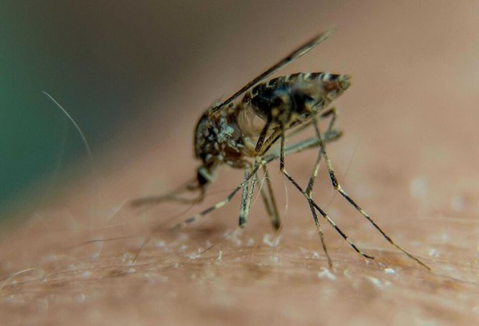 Los mosquitos pueden transmitir zika a sus huevos