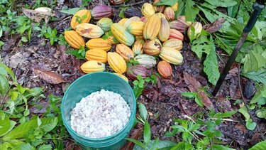 Se reanuda el envío de cacao de Bocas del Toro al mercado nacional e internacional
