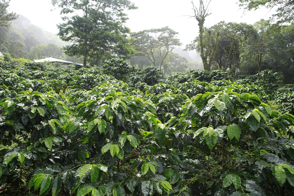 El secreto del geisha panameño: la historia detrás del café más caro del mundo 