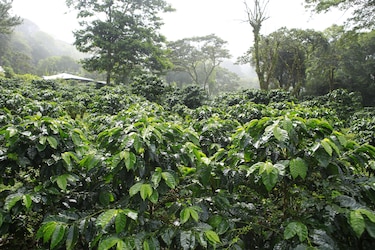 El secreto del geisha panameño: la historia detrás del café más caro del mundo 