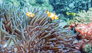 Greenpeace urge proteger arrecifes descubiertos en el Golfo de México ante nuevo gasoducto