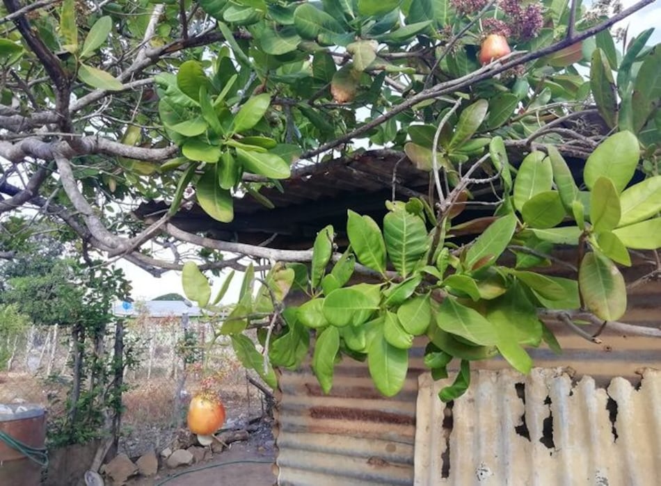 Enfermedad amenaza existencia del marañón en el pacífico panameño