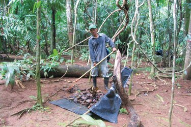 Hojas descompuestas: el alimento de los bosques tropicales