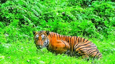 Aumenta la población de tigres