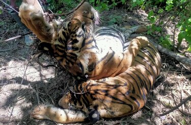 Hallados muertos tres tigres de Sumatra en Indonesia