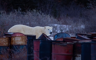Por qué algunos osos polares están ‘más gordos y sanos’ a pesar del derretimiento del hielo marino