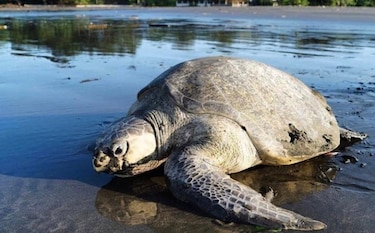 Encuentran muerta a una tortuga marina en playa de Cambutal