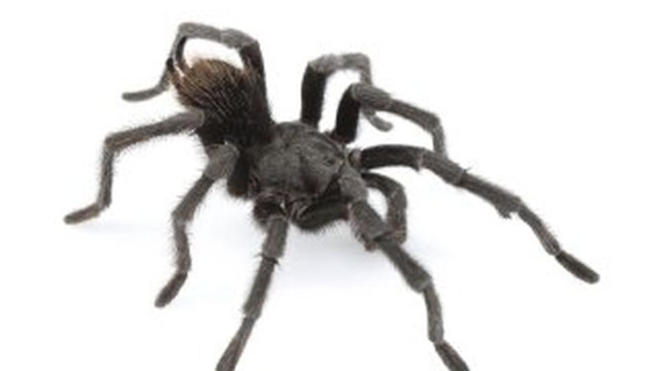 TARÁNTULA RECIBE NOMBRE EN HONOR A JOHNNY CASH